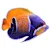 Ultimate Large Marine Angelfish Care Guide: Setup, Diet, Companions