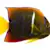 Essential Large Marine Fish Care Guide: Tank Setup, Diet, & Tank Mates
