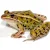 Terrestrial Frog Care: Habitat, Food & Health for a Thriving Pet