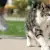 Leash Train Your Cat: Your Guide to Safe & Fun Outdoor Adventures
