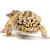 Leopard Gecko Care: The Ultimate Guide to Habitat, Food & Health
