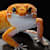 How to Sex a Leopard Gecko: Male vs. Female Guide