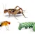 Reptile Feeding: Live Insect Selection & Care for Optimal Health