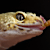 What Do Reptiles Eat? Full Feeding Guide by Species