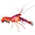 Marine Lobster Care Guide: Setup, Diet, & Thriving Tank Mates