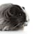 Guinea Pig Sounds & Body Language Explained