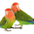 Lovebird Care: Your Complete Guide to Food, Habitat & Health