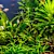 Choose & Care for Low-Light Aquarium Plants: Beginner's Guide