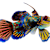 Advanced Mandarin Goby Care: Tank Setup, Diet, & Water Quality