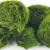 Marimo Moss Ball Care: Easy Guide to Thriving in Your Aquarium