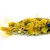 Pufferfish Care: Tank Setup, Diet, & Compatibility for Thriving Pets