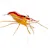 Marine Shrimp Care for Beginners: Tank Setup, Food, & Compatibility