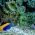 Your FOWLR Marine Tank: Easy Setup Guide for Live Rock Fish