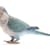 Master Medium Parakeet Care: Essential Guide for a Long, Happy Life
