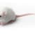 Ultimate Pet Mouse Care: Food, Habitat, Health & Training Guide