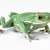 Waxy Monkey Tree Frog Care: Habitat, Diet & Health Essentials