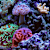 Nano Reef Tank Setup & Care: The Ultimate Marine Aquarium Guide