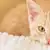 How Much Does a Cat Cost? First-Year Budget Guide