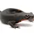 Mastering Pet Salamander & Newt Care: Food, Habitat, Health Guide