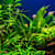 High Nitrates in Your Freshwater Fish Tank? Protect Fish & Prevent Deaths