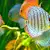 Sick Fish? Dropsy, Swim Bladder, Popeye: Identify & Treat