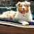 Best Dog Water Toys & Cooling Products to Help Your Pup Beat the Heat