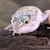 Fat Leopard Gecko: Signs, Causes & What to Do