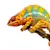 Panther Chameleon Care: Master Habitat, Diet & Health Secrets