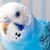 Parakeet Breeding: What Pet Parents Should Know