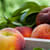 Can Dogs Eat Peaches? What Pet Parents Should Know