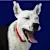 Best Dog Allergy Supplements: Stop Your Dog's Itch & Suffering