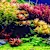 Grow Thriving Plants: Planted Aquarium Setup, Care & Benefits