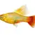 Platy Fish Care: Beginner's Guide to Tank, Food & Compatibility