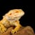 How to Safely Handle Reptiles: Stop Salmonella, Protect Your Family