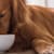 Probiotics for Dogs: Optimize Digestion & Immunity for Health