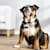 When to Start Training a Puppy: Age-by-Age Guide