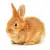 Essential Rabbit Care: Food, Habitat, Health & Behavior Tips