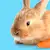 What Do I Feed a Bunny? Complete Rabbit Diet Guide