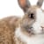 How to Trim Rabbit Nails: A Step-by-Step Guide