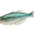 Rainbow Fish Care: Tank, Food, & Compatibility for Thriving Pets