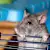 Pet Rats: Essential Care & Surprising Facts for Happy, Healthy Pets