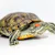 Red-Eared Slider Care: Essential Guide for a Healthy Pet Turtle