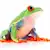 Red-Eyed Tree Frog Care: The Ultimate Guide to Happy, Healthy Frogs
