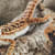 Reptile Metabolic Bone Disease: Understand, Prevent & Treat MBD