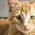 New Kitten Checklist: Everything to Welcome Your New Furbaby