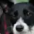Homemade Cookies for Dogs: 4 Easy Recipes