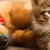 12 Winter Holiday Pet Hazards to Know