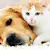Pet Safety Guide for Every Season | Petco