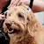 How to Remove Matted Dog Hair: A Step-by-Step Guide