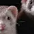 Your Healthy Happy Ferret: Complete Care Guide